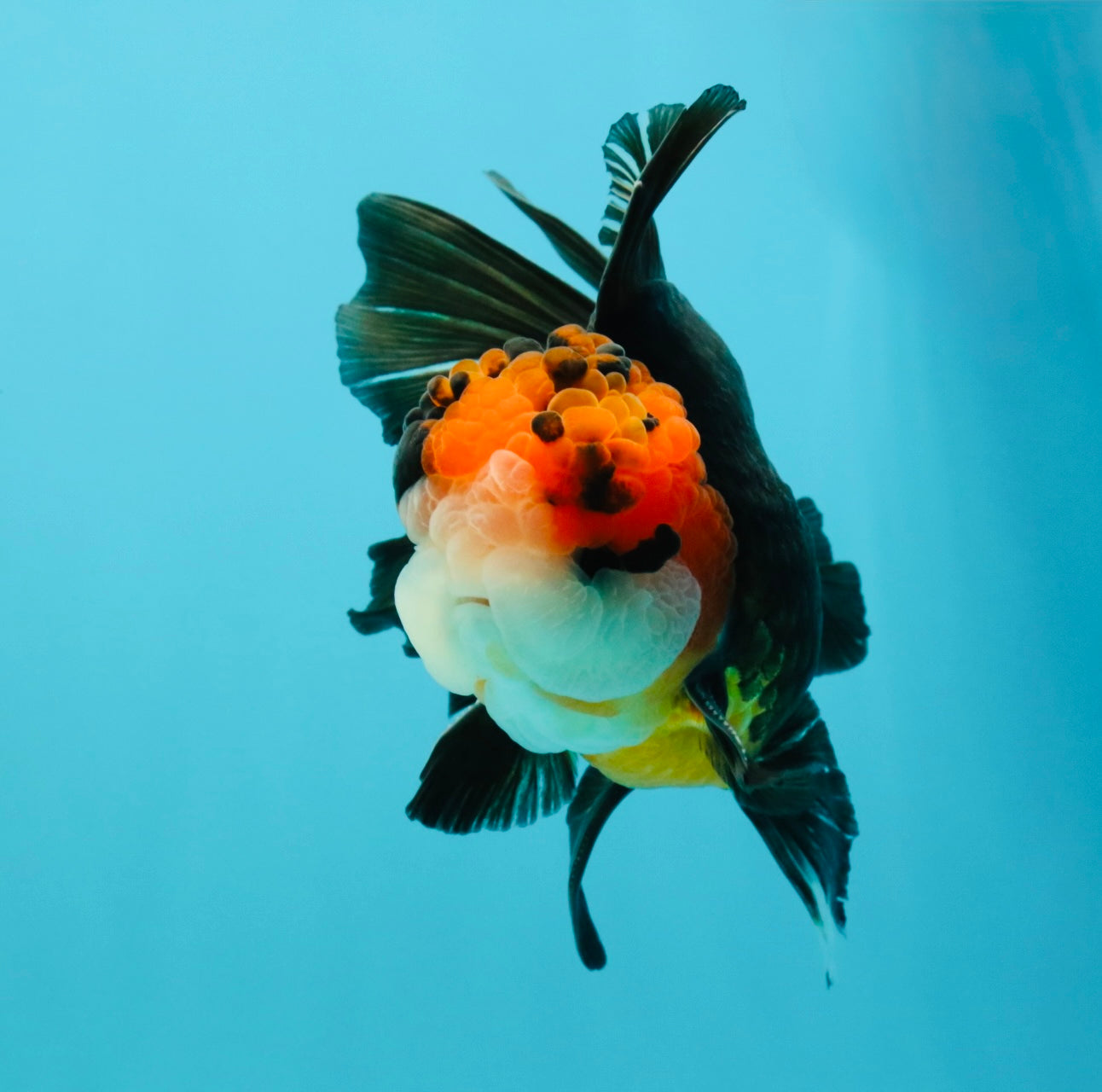 Tricolor Button Eyes Oranda Male 5.5 inches #032026OR_15