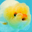 👶 Baby Lipstick Lemonhead Lionchu Female 4 inches #0209LC_20