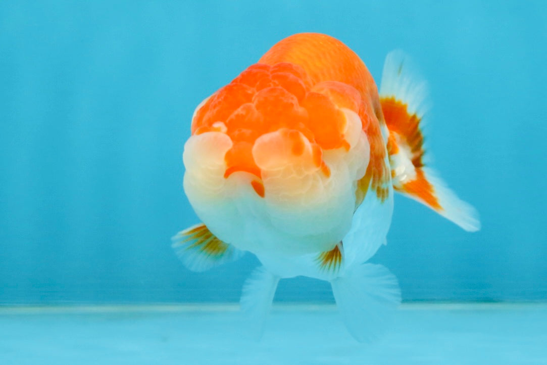 A Grade Red White LionQueen 4 inches #112125LC_10