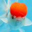 AAA Grade Red Cap Oranda Male 4.5 inches #0913OR_10