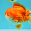 CHONKY AAA Grade Red White Yuanbao Male 5.5-6 inches #050126YB_17