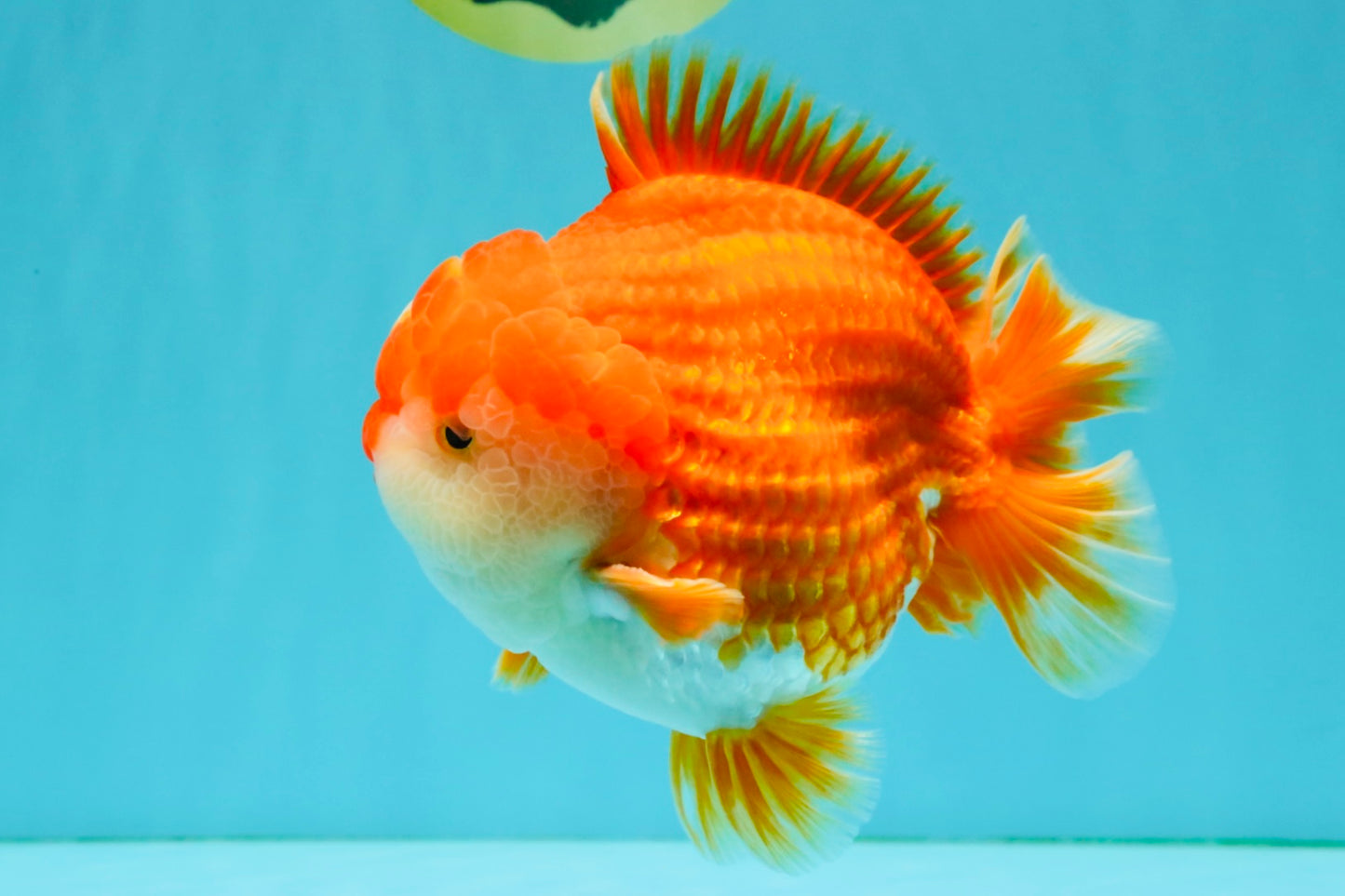 CHONKY AAA Grade Red White Yuanbao Male 5.5-6 inches #050126YB_17