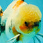 A Grade Marble Oranda Male 6.5 inches #072426OR_07