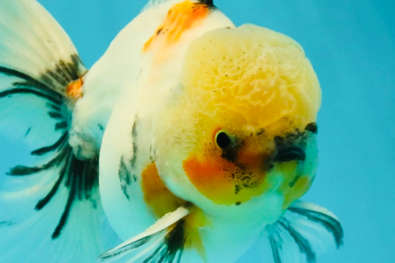 A Grade Marble Oranda Male 6.5 inches #072426OR_07