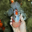 CHONKY AAA Grade Calico Oranda Male 6-6.5 inches #101626OR_21