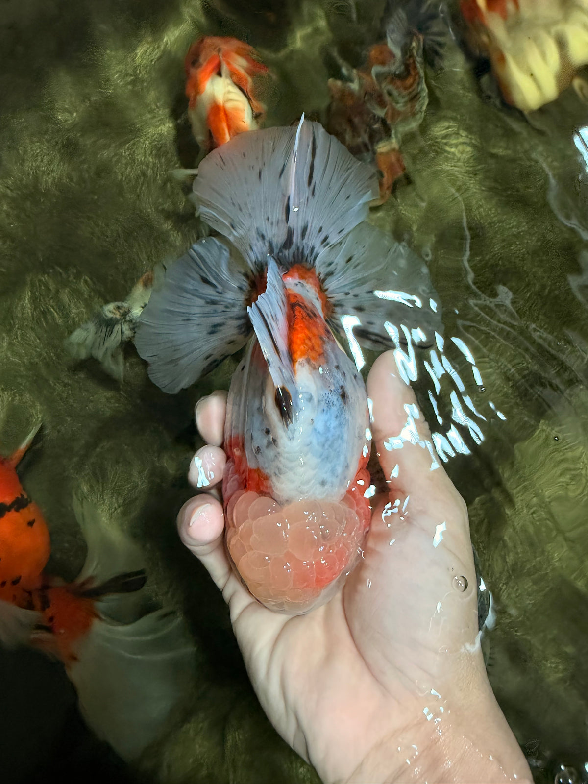 CHONKY AAA Grade Calico Oranda Male 6-6.5 inches #101626OR_21