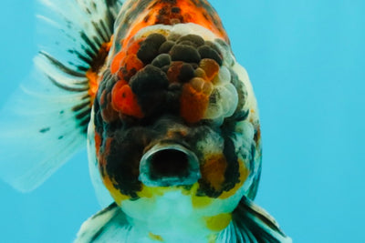 UNIQUE AAA Grade Special Tiger Yuanbao Male 5-5.5 inches #031326YB_23