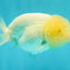 White LionChu Female 4-4.5 inches #042426LC_18