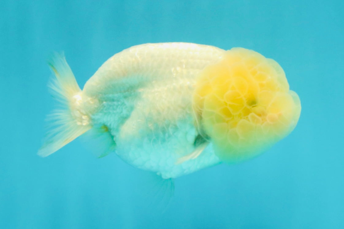 White LionChu Female 4-4.5 inches #042426LC_18