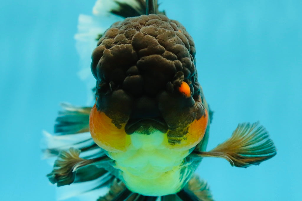 Oranda femelle géante duveteuse noire et dorée à queue rose de 6,5 à 7 pouces #1110OR_21