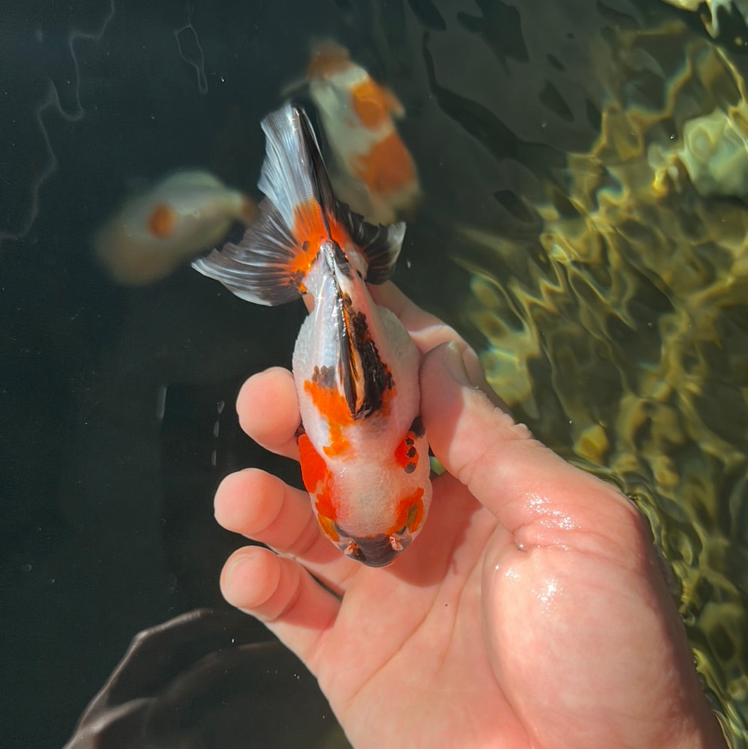 Yuanbao tricolore de catégorie A 3,5 à 4 pouces #0828YB_15