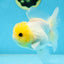 White Button Eyes Oranda Female 5 inches #080825OR_10
