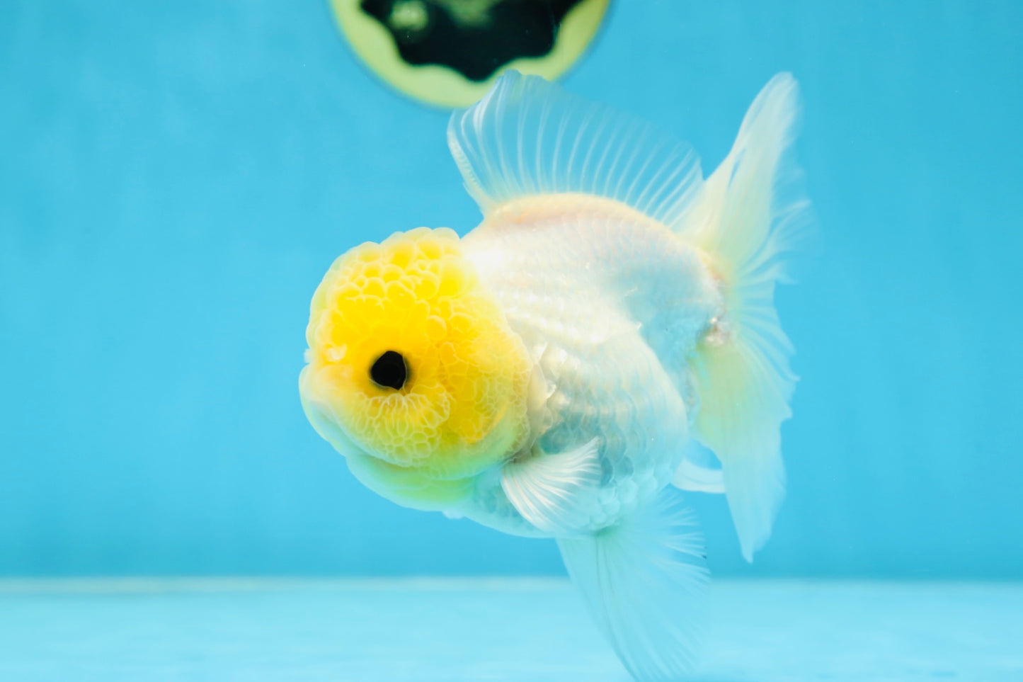 White Button Eyes Oranda Female 5 inches #080825OR_10