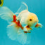 A Grade Red White Oranda Male 5.5-6 inches #102326OR_12