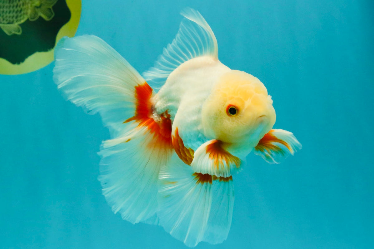 A Grade Red White Oranda Male 5.5-6 inches #102326OR_12