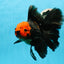 AAA Grade Red Head Apache Butterfly Jumbo Oranda Male 6 inches #1103OR_26