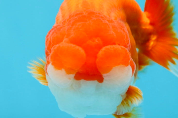 AAA Grade Red White LionKing 4-4.5  inches #053025LC_11