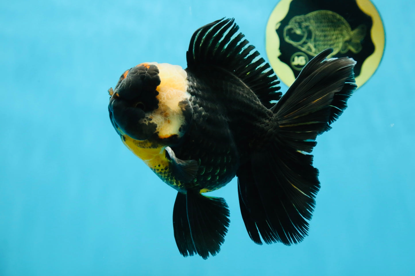 AAA Grade Tricolor Oranda Male 5 inches #050925OR_39