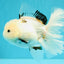 White Oranda Female 6-6.5 inches #032026OR_05