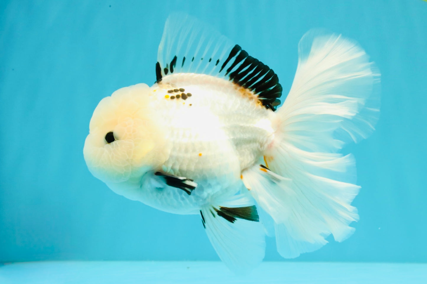 White Oranda Female 6-6.5 inches #032026OR_05