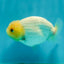 Lemonhead Lionchu Male 4 inches #1004LC_14