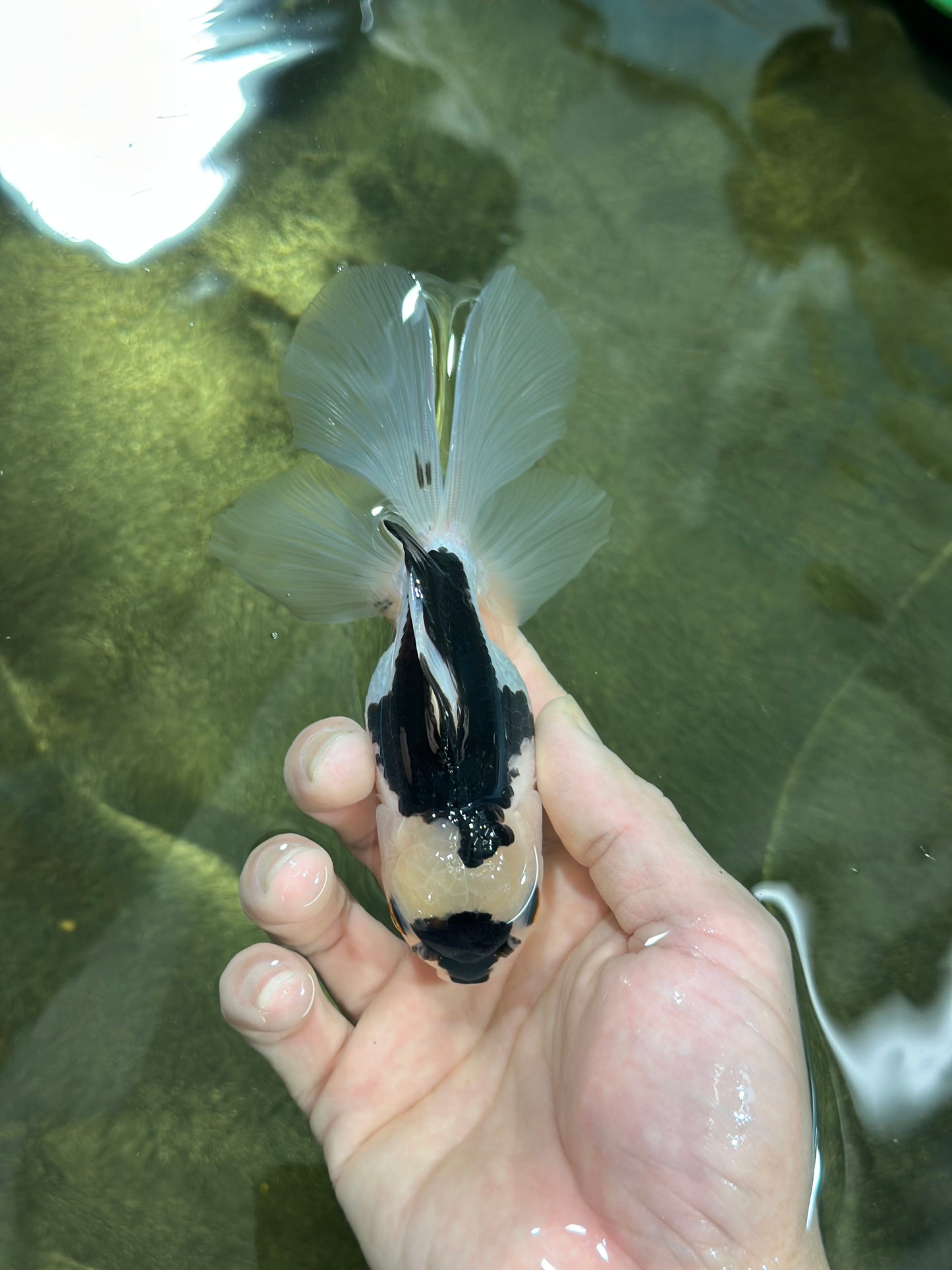 A Grade Panda Button Eyes Oranda Male 5 inches #010325OR_11