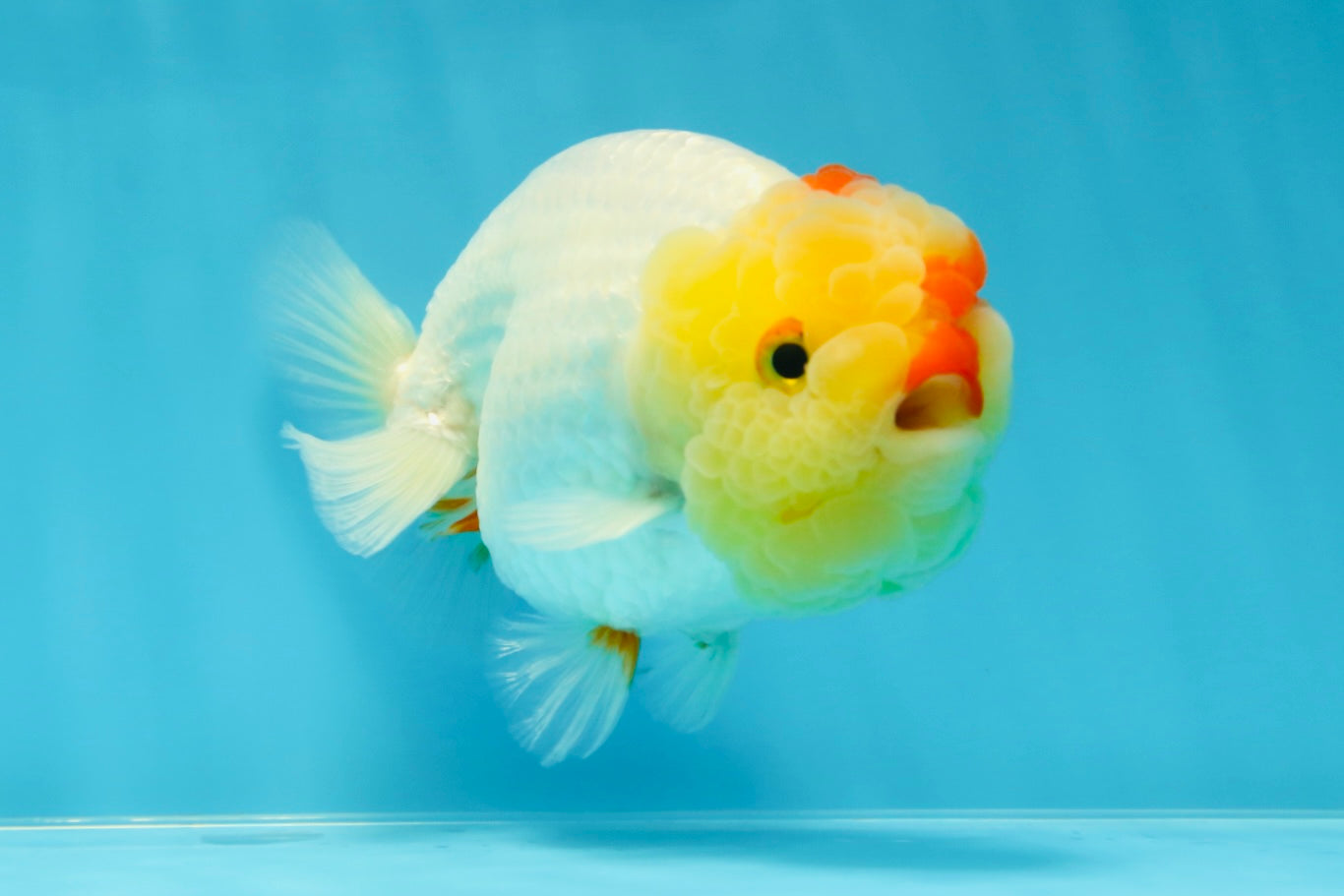 UNIQUE A Grade Red White LionQueen 4.5 inches #050225LC_18