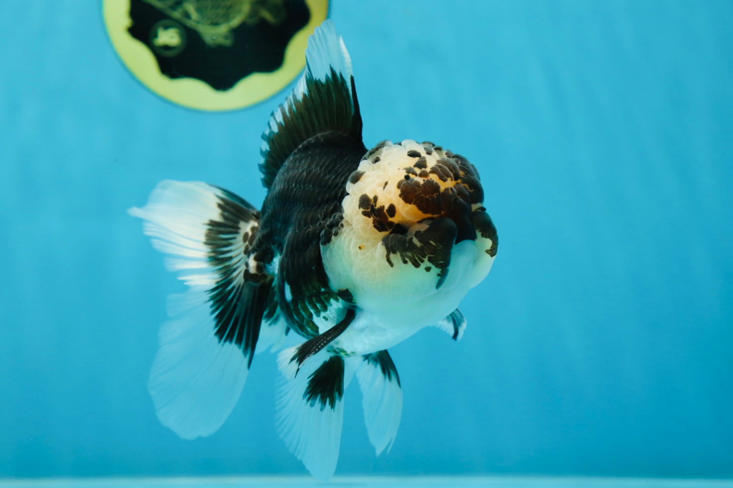 AAA Grade Panda Oranda Male 5 inches #051625OR_28