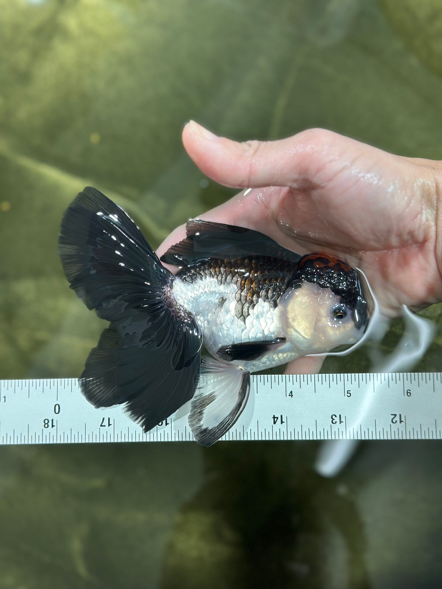 A Grade Tricolor Oranda Male 5-5.5 inches #010325OR_12