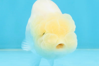 A Grade White LionQueen 3.5-4 inches #112125LC_07