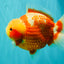 SUPER CUTE AAA Grade Strong Body Structure Kohaku Red White Yuanbao Male 6 inches #092526YB_12