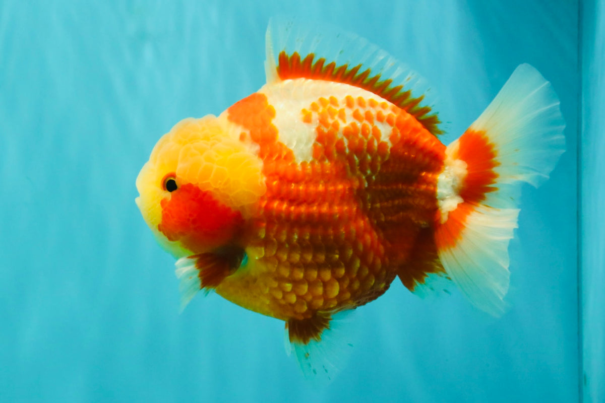 SUPER CUTE AAA Grade Strong Body Structure Kohaku Red White Yuanbao Male 6 inches #092526YB_12