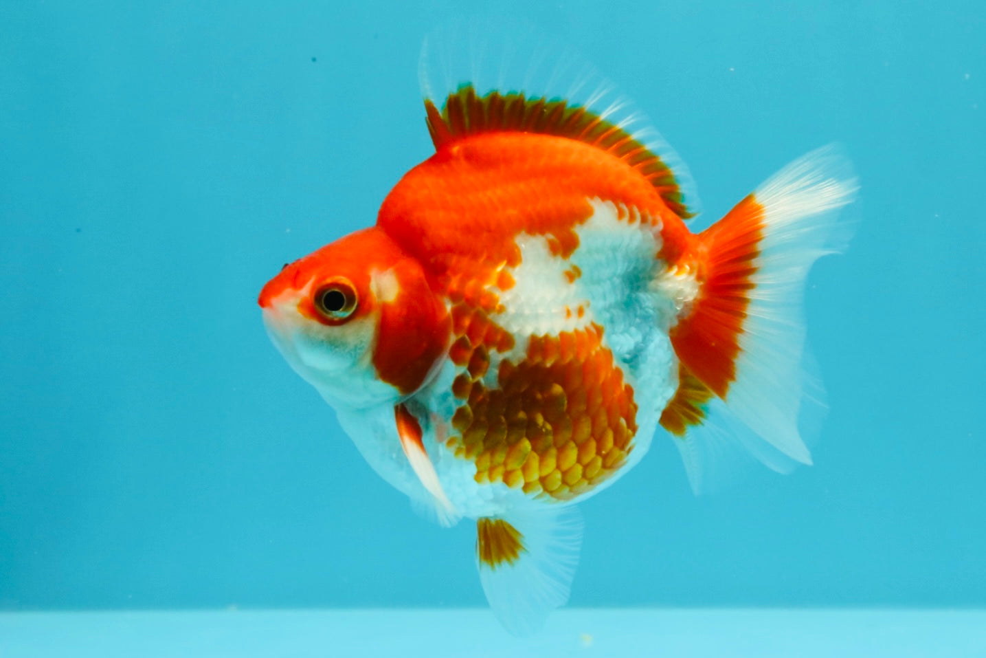 AAA Grade Red White Ryukin Male 4 inches #031326RK_30