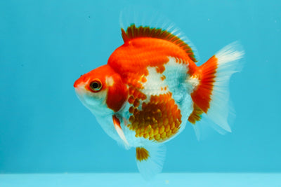 AAA Grade Red White Ryukin Male 4 inches #031326RK_30