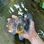A Grade CHUBBY Calico Kirin Oranda Male 5.5  inches #091225OR_10