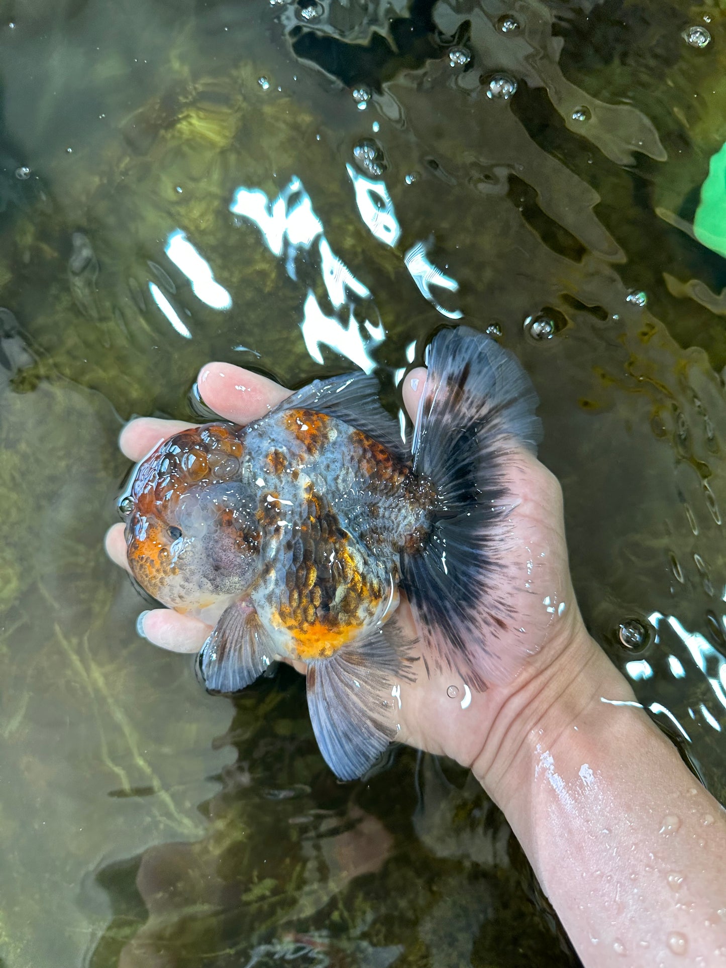 A Grade CHUBBY Calico Kirin Oranda Male 5.5  inches #091225OR_10