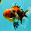 A Grade Beautiful Marble CalicoOranda Male 6-6.5 inches #061926OR_21