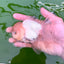 AAA Grade Panda Matte White Pompoms Oranda Male 4.5-5 inches #0503OR_12