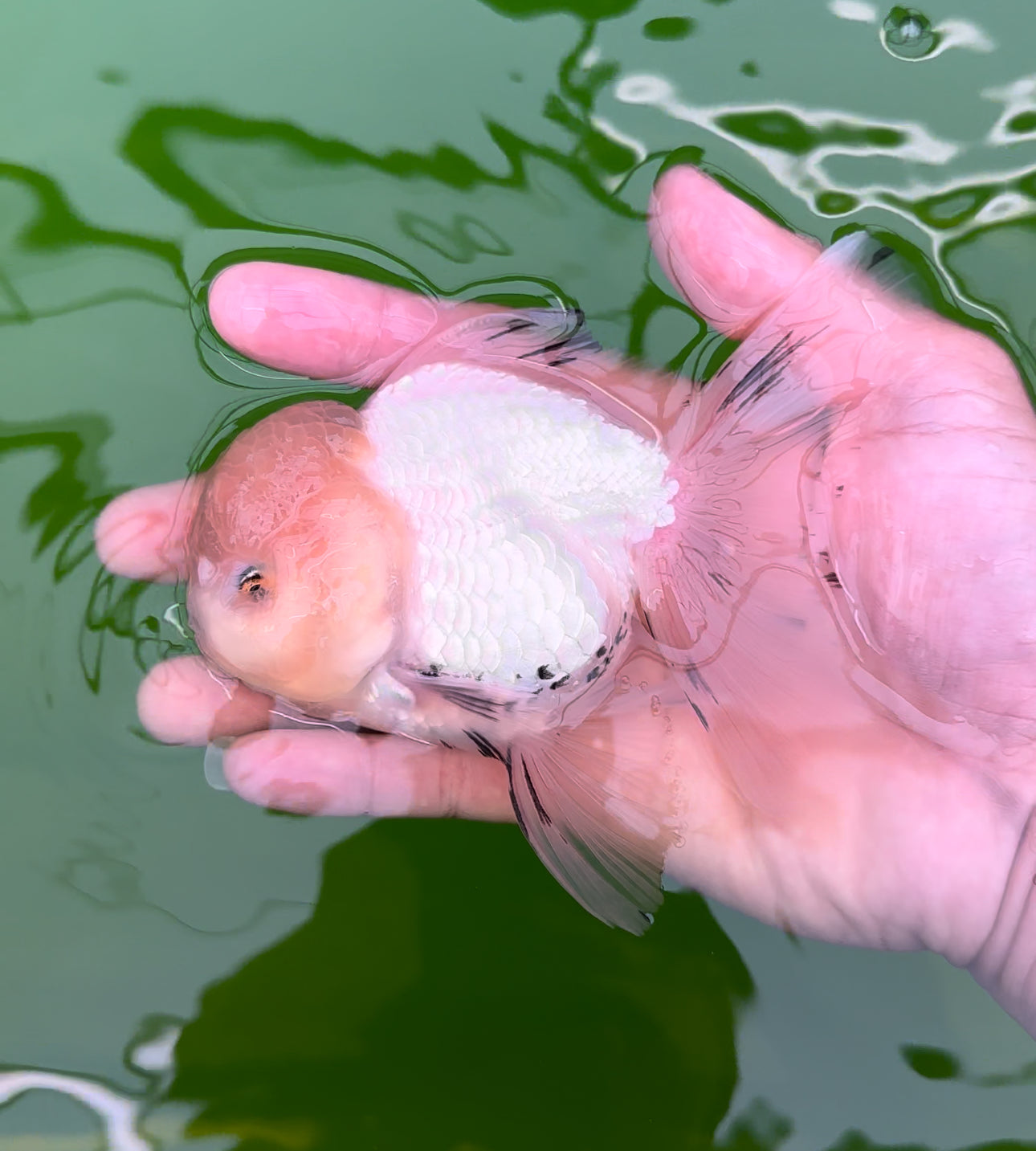 Pompones de panda blanco mate de grado AAA Oranda macho de 4,5 a 5 pulgadas n.º 0503OR_12