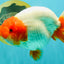 UNIQUE A Grade Red Head Buffalo Ranchu Female 6 inches #100926RC_30