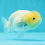 🐣 New Baby Lemonhead Snow White Lionchu Male 3.5 inches #0223LC_05