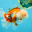 OLAF A Grade Red White Oranda Male 6 inches #040326OR_14