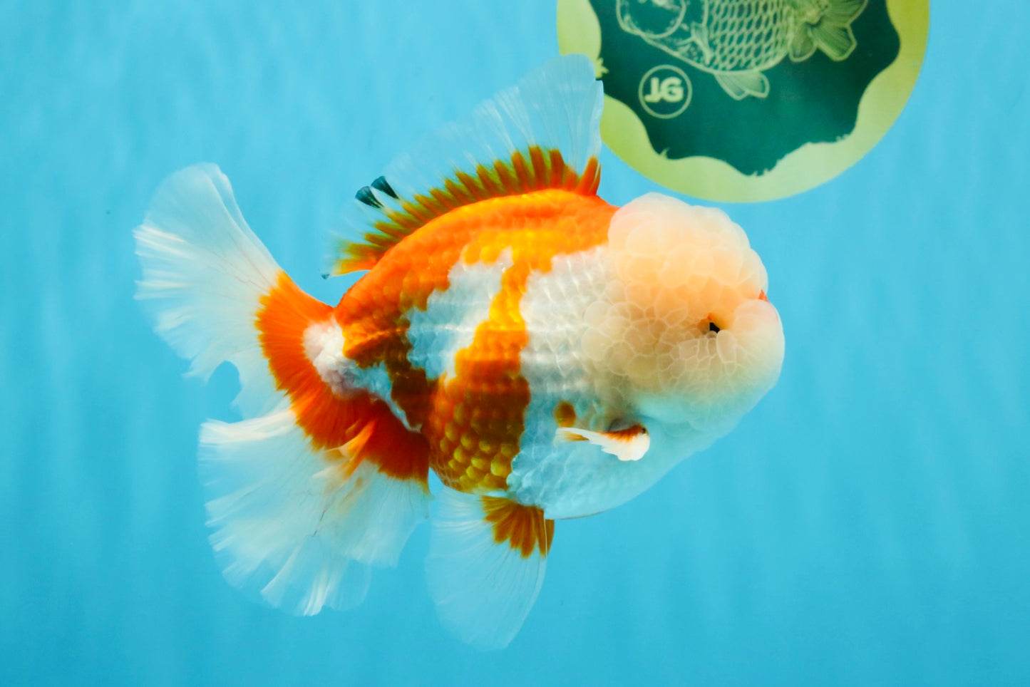 OLAF A Grade Red White Oranda Male 6 inches #040326OR_14