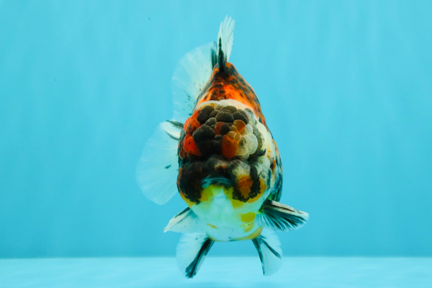 UNIQUE AAA Grade Special Tiger Yuanbao Male 5-5.5 inches #031326YB_23