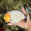 AAA Grade Diamond Scale White Sakura Ranchu Male 5.5-6 inches #100226RC_26