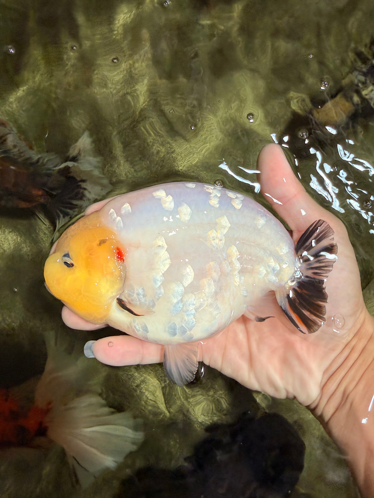 AAA Grade Diamond Scale White Sakura Ranchu Male 5.5-6 inches #100226RC_26