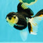 A Grade Tricolor Oranda Female 5.5 inches #081526OR_27
