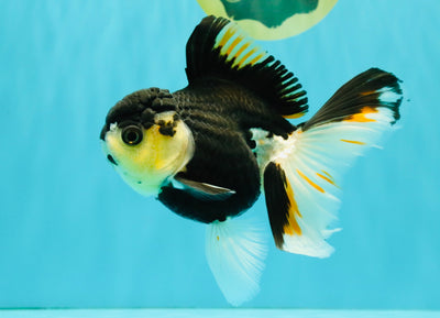 A Grade Tricolor Oranda Female 5.5 inches #081526OR_27