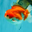 CHUBBY AAA Grade Red White Yuanbao Male 5.5 inches #050826YB_07