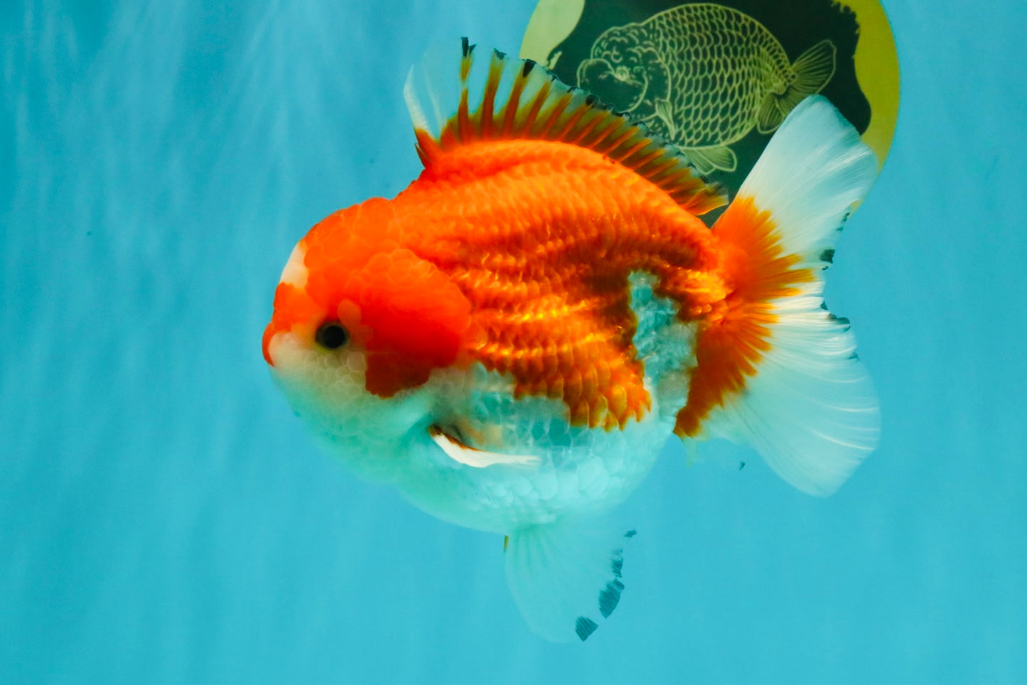 CHUBBY AAA Grade Red White Yuanbao Male 5.5 inches #050826YB_07